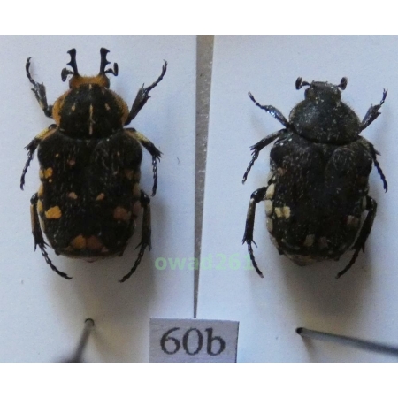 Goliathopsis duponti Antoine, 1991 pair Thailand60b